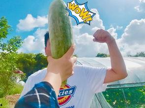 网红免费吃瓜群,揭秘网红圈内的神秘社交圈 第2张 网红免费吃瓜群,揭秘网红圈内的神秘社交圈 第2张